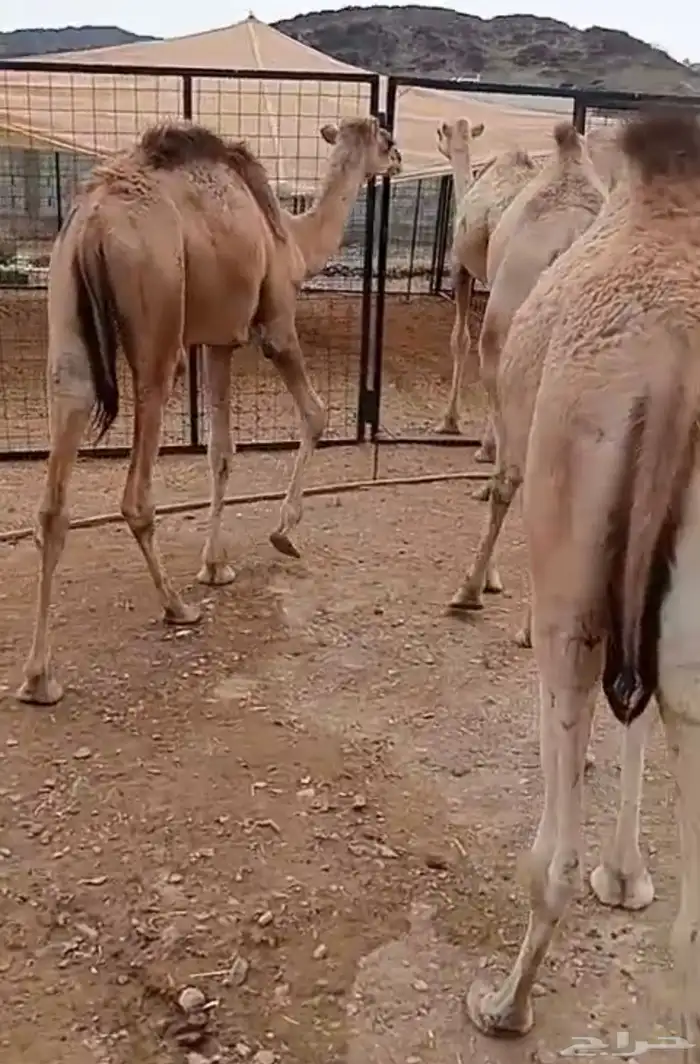 قعدان شرط نظافه مقفله شحم تربية مميزه اعمارها من 8 ل 9 شهور 2