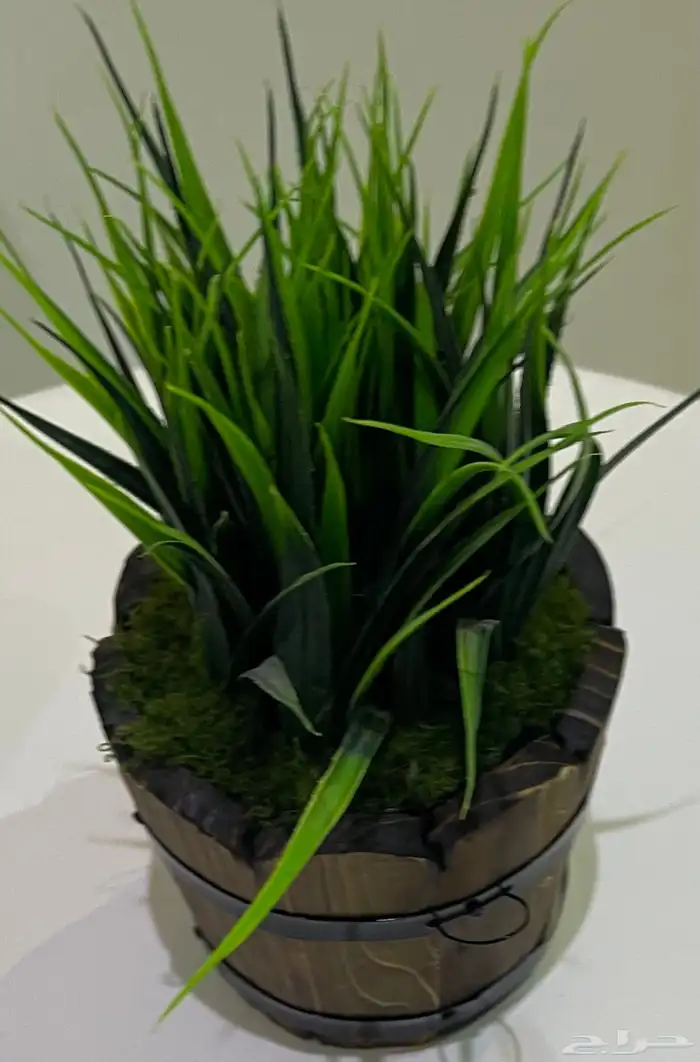 مجموعه من الشجيرات الكبار الوحده بميه والصغار الوحد ب50 11