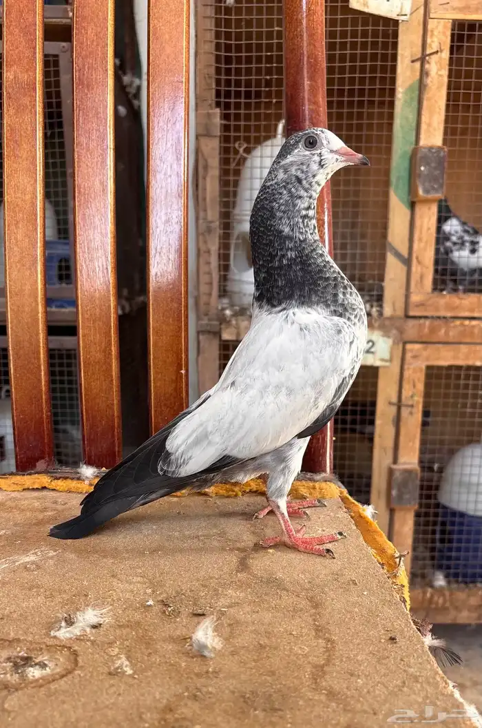 للبيع طبات تيدي جونسرة كوبرا فواخر 8