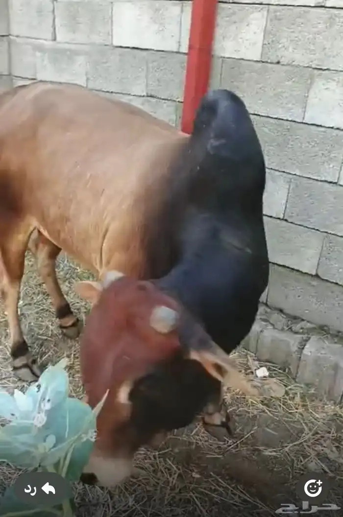 ثور للبيع السعر 6500 0