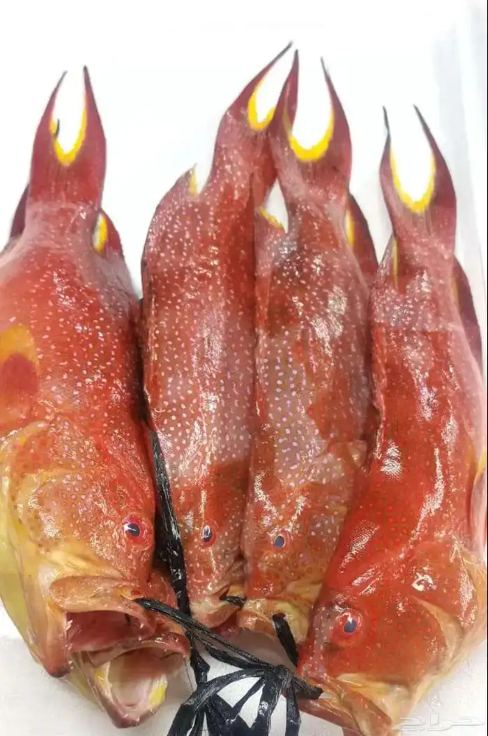 يوجد لدينا أسماك طازة يومية ني وفي جاهز مقلي مشوي المناسبا 3