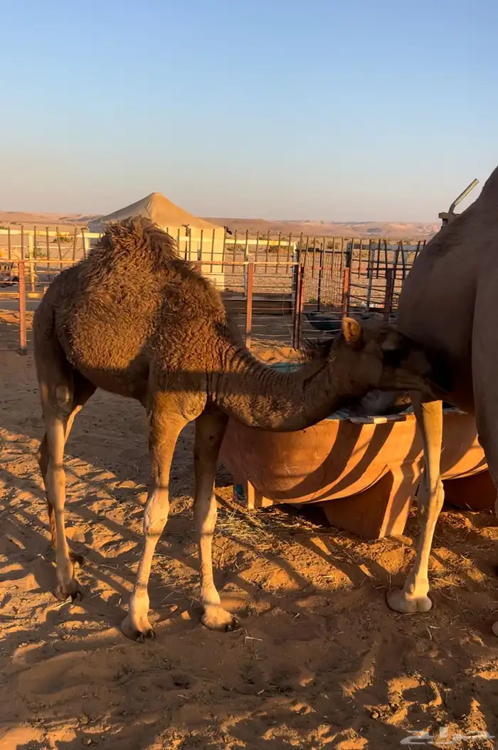 ناقه ساحليه خلفه 3