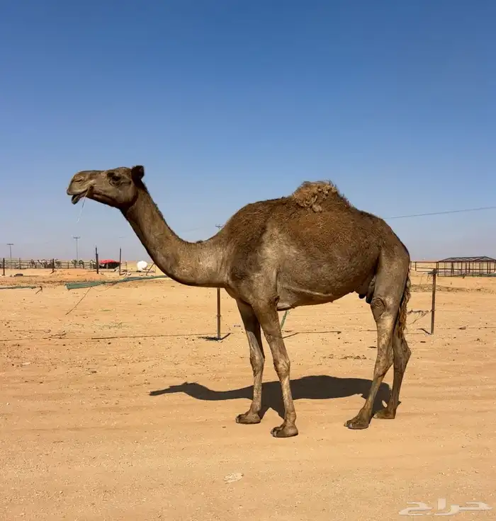 عشرا شعلا معها بكره 3