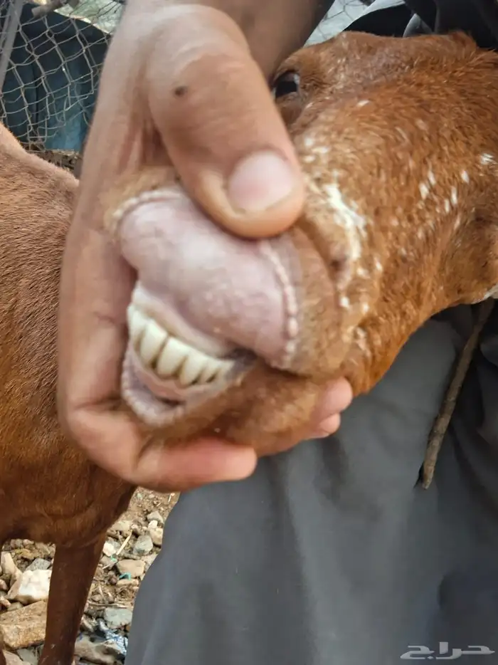 شاه معها أنثى 2