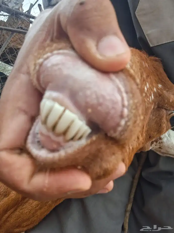 شاه معها أنثى 3