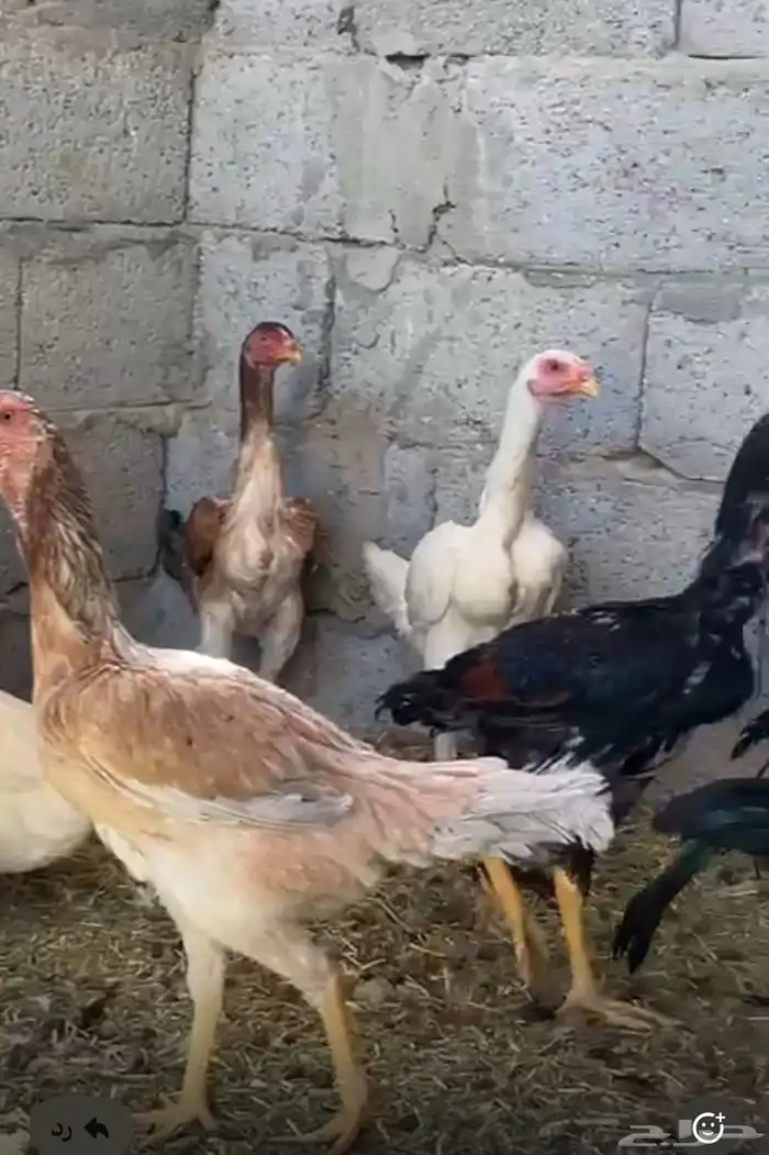 ديك و دجاج شامو يباني للبيع 7