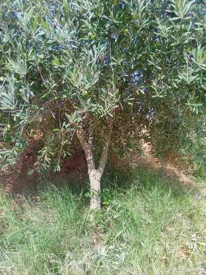 زيتون معمر وفي مثمر 2