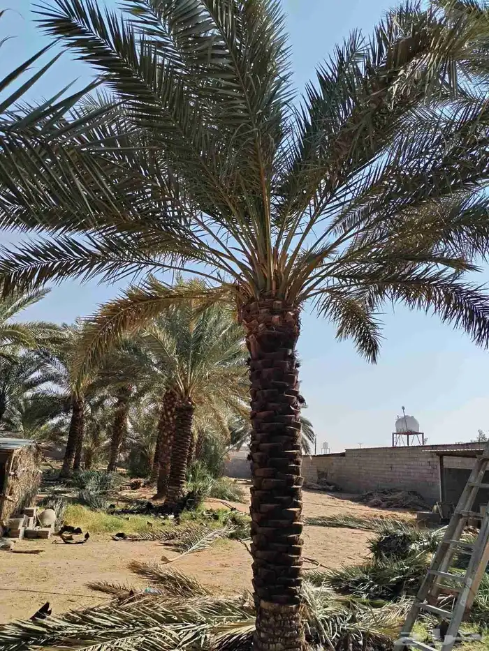 يوجد لدينا نخل عربي وشنطني وفسيل 4