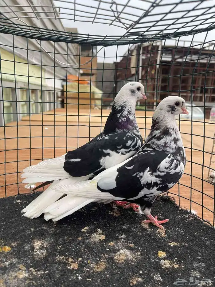 حمام قطايف منتج فيه ازواج م صورتها طريق الجنوب 7