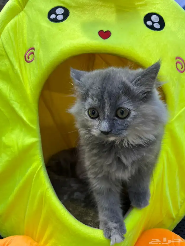 للبيع 4 قطط مع مستلزماتها 4