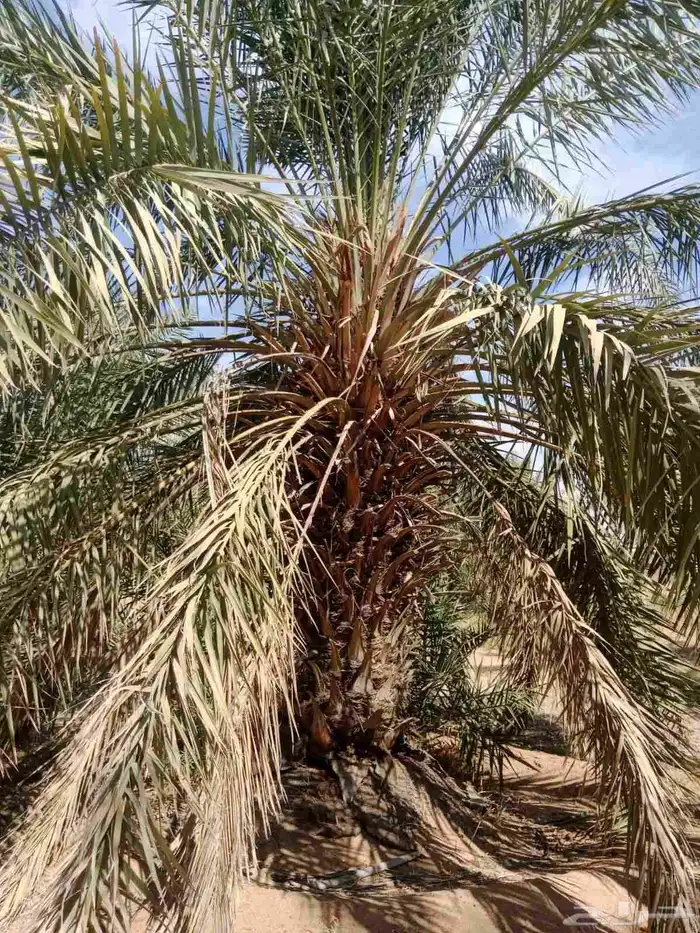 نخل خلاص نقايل للبيع 1