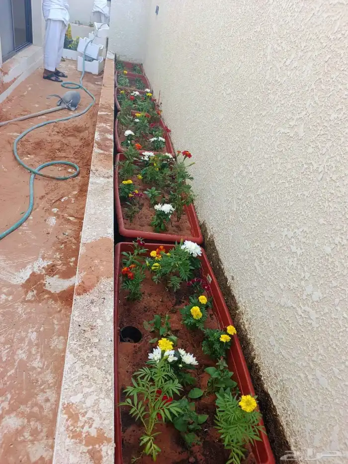 للبيع وتوريد جميع انواع النخيل العربي وزيتون 8