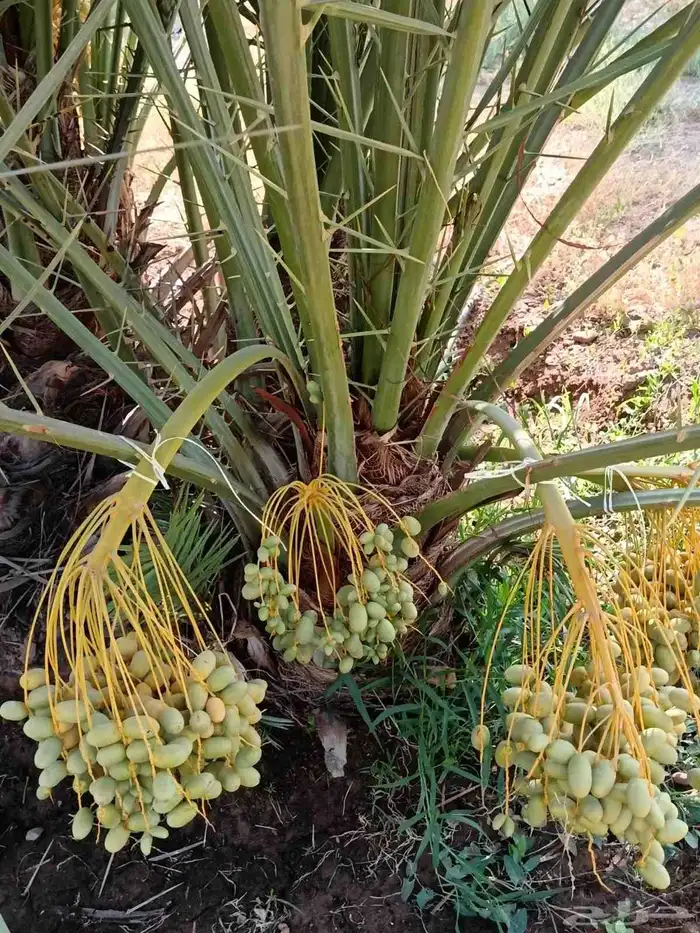 نخل للبيع مثمر 4