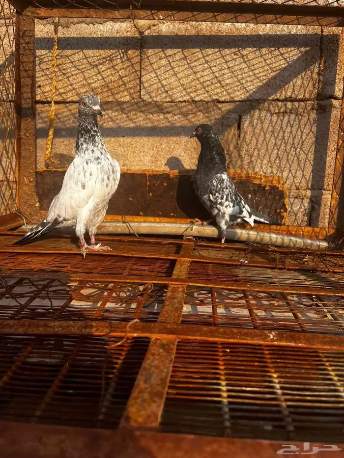 حمام باكستاني للبيع دماء قوية 19