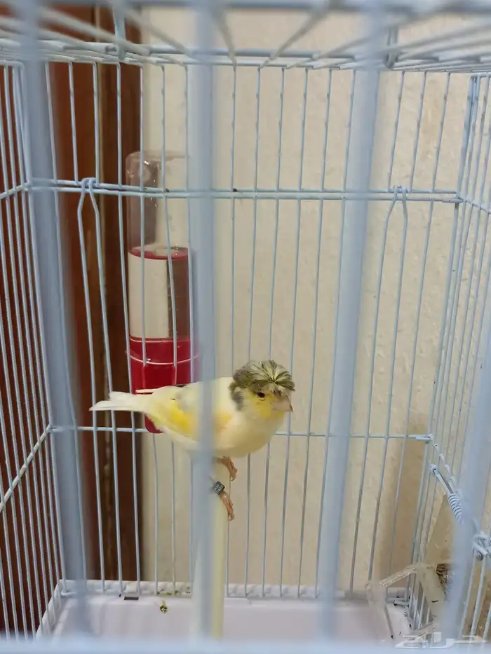 ذكر كناري كرست تغريد 1