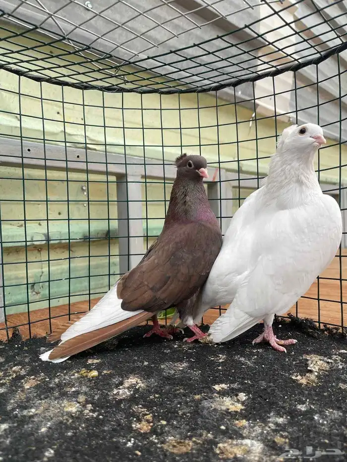 حمام قطايف منتج فيه ازواج م صورتها طريق الجنوب 9