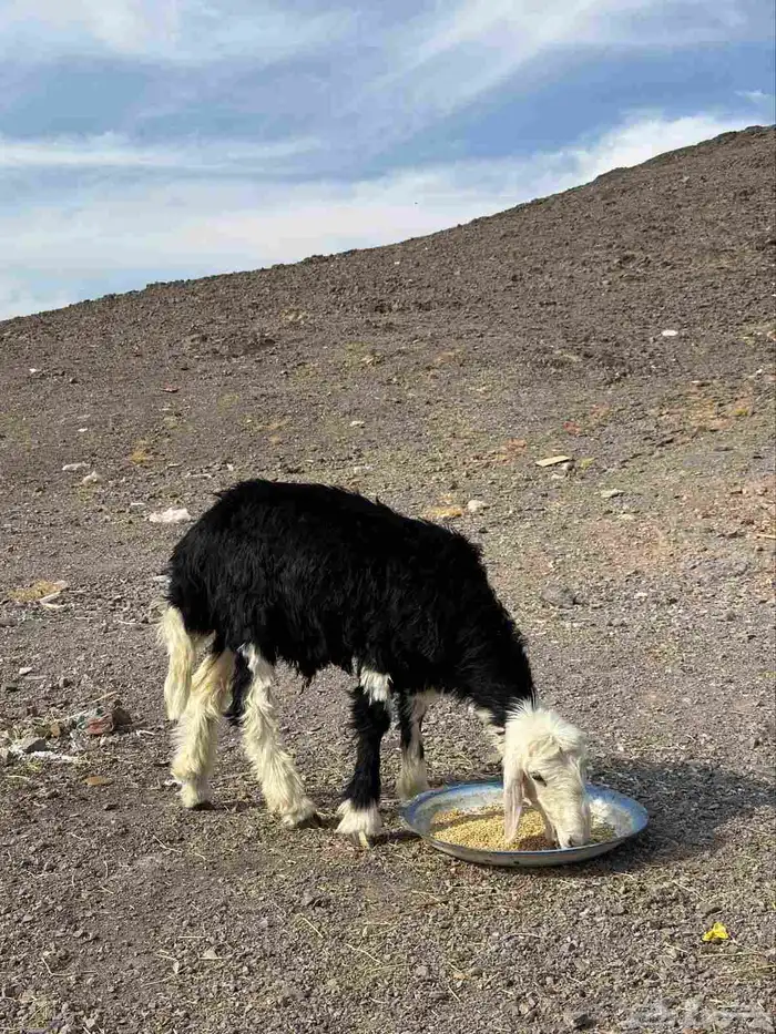 طلي نجدي للبيع 0