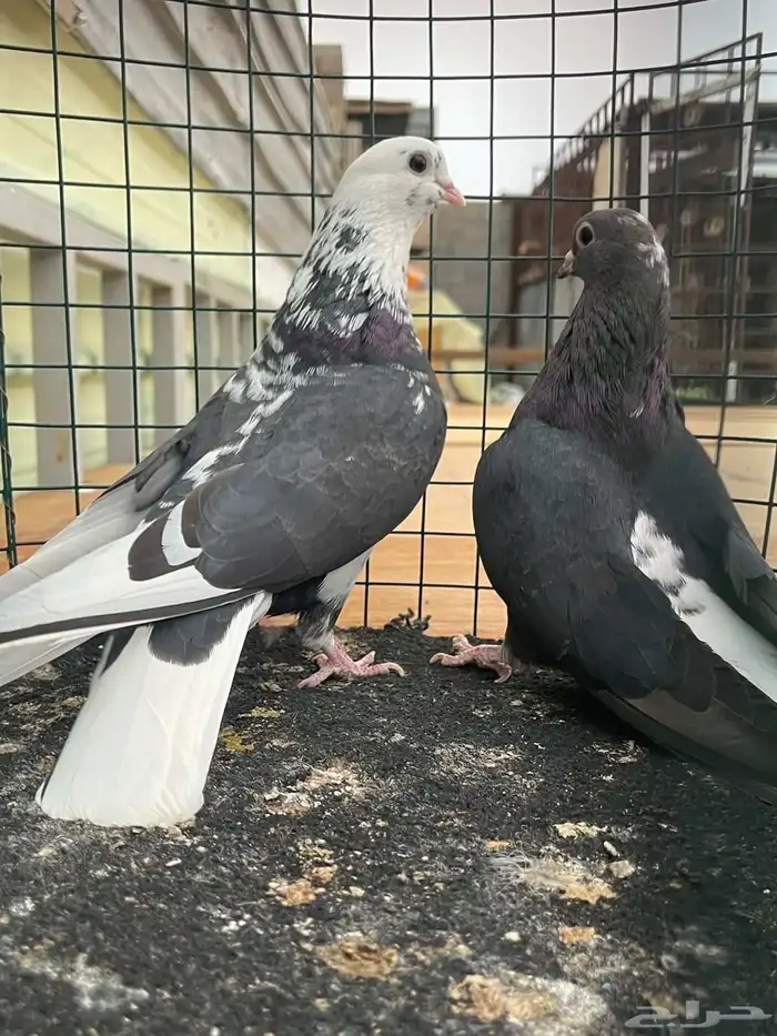 حمام قطايف منتج فيه ازواج م صورتها طريق الجنوب 2