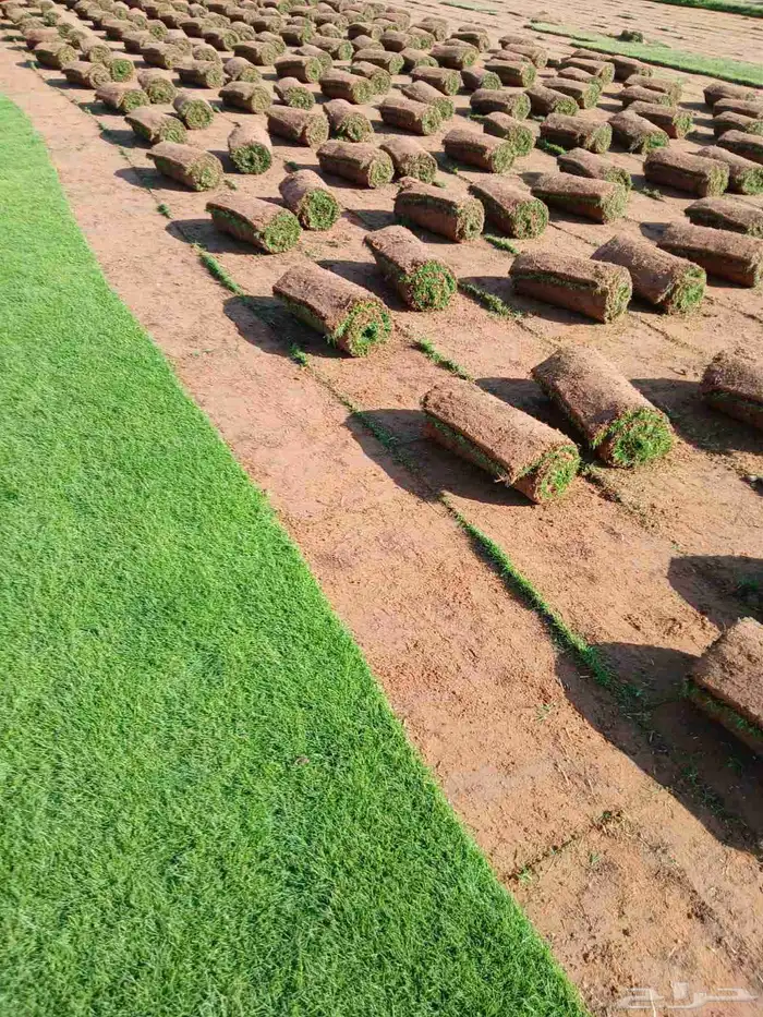 ثيل طبيعي سي 2000 درجه اولى صافي ونقي على الشرط شكل جمالي وخ 0