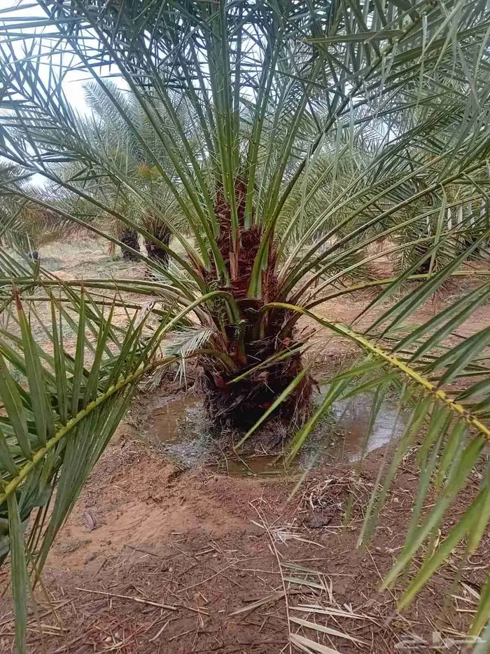 نخل للبيع جثايث وفسايل طيبه سكري صقعي مجدول خلاص 0