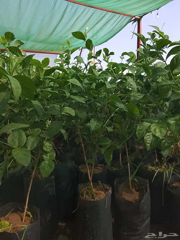 اشجارمسدات لوز شوكي ونيم موجودفل بلدي 4