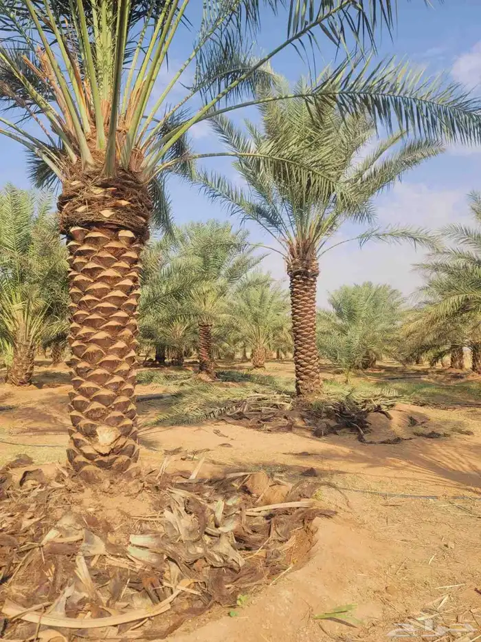 يوجد لدينا جميع انواع النخل العربي من متر الى 4 متر رقم الها 5