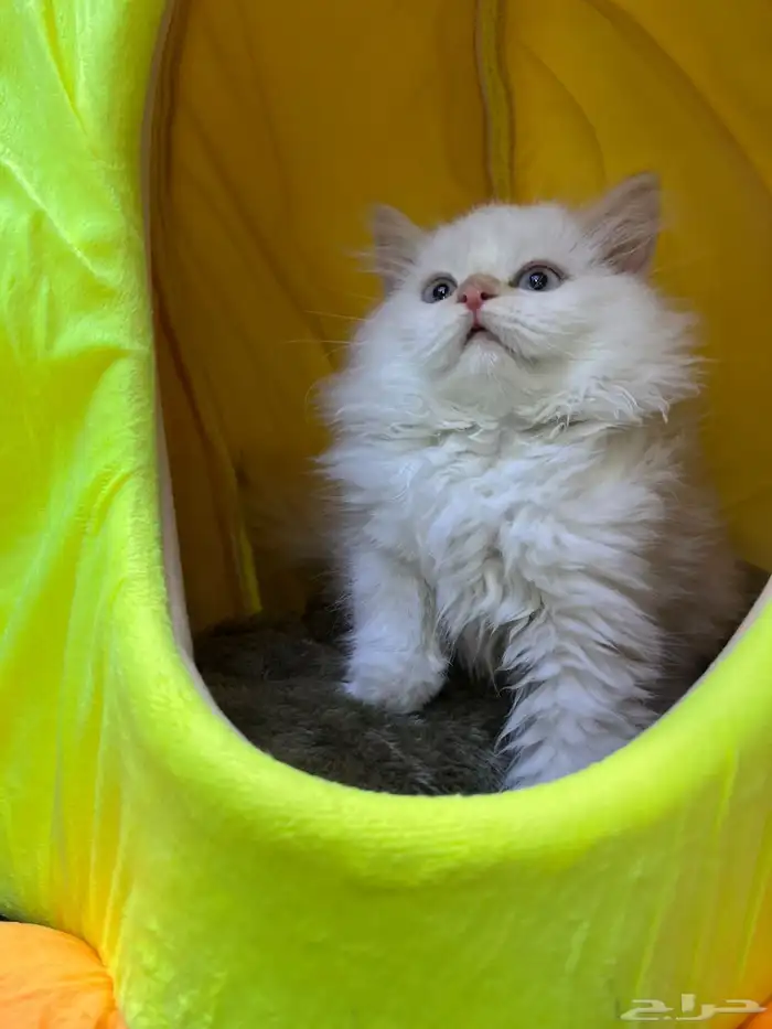 للبيع 4 قطط مع مستلزماتها 5