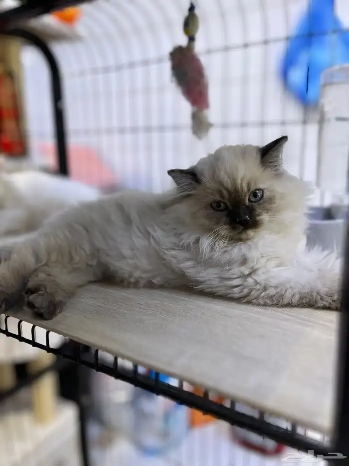 للبيع 4 قطط مع مستلزماتها 6