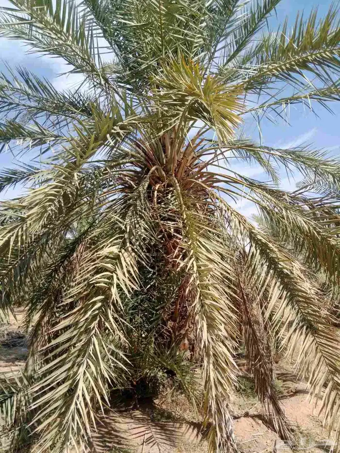 نخل خلاص نقايل للبيع 4