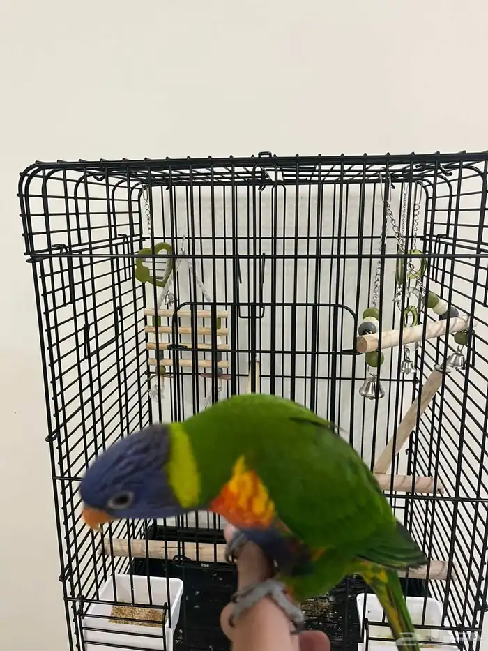 لوري رينبو 1