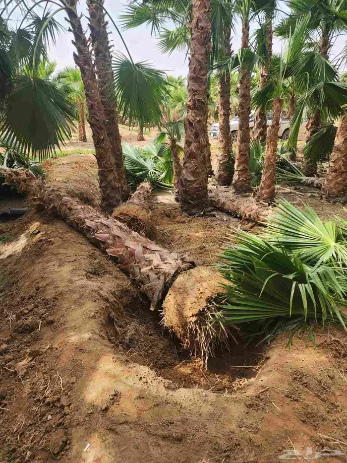 نخيل عربي نخيل واشنطني 2