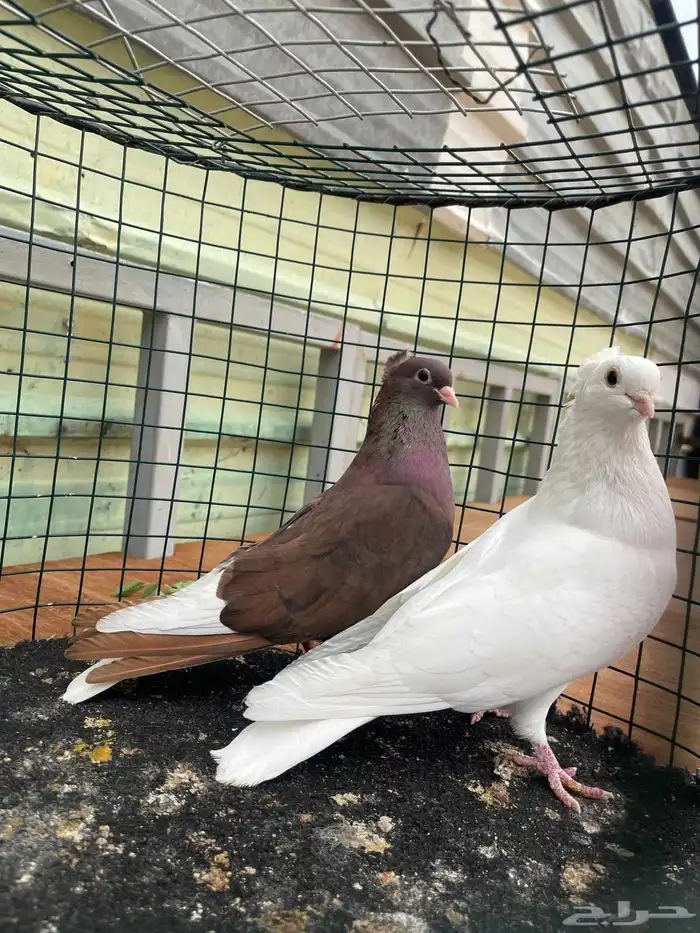 حمام قطايف منتج فيه ازواج م صورتها طريق الجنوب 8