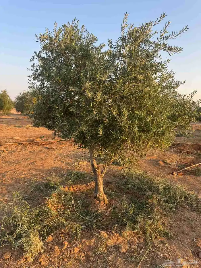 اشجار زيتون 2