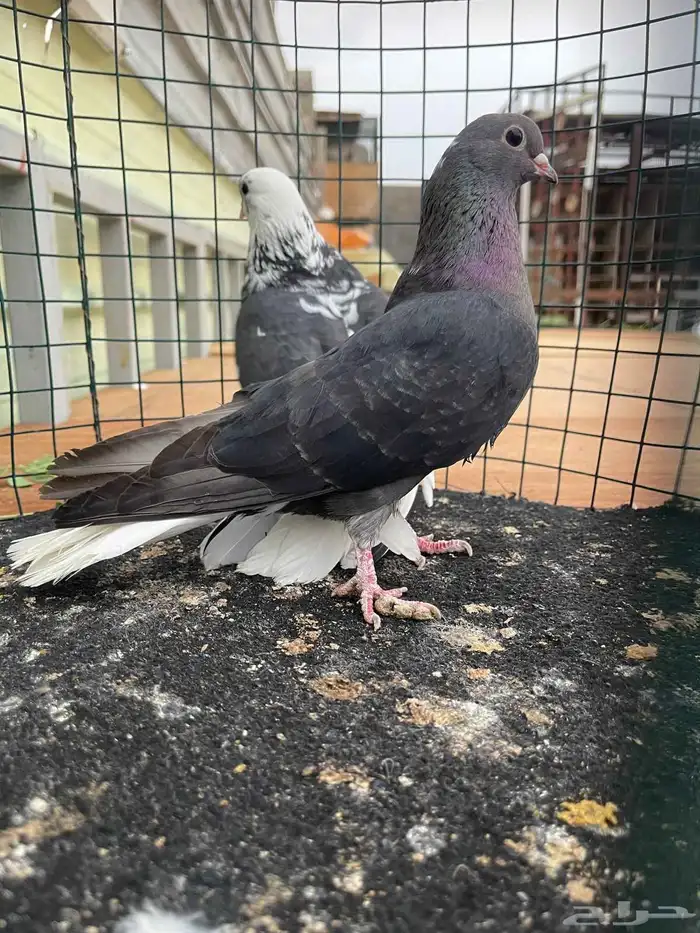 حمام قطايف منتج فيه ازواج م صورتها طريق الجنوب 3