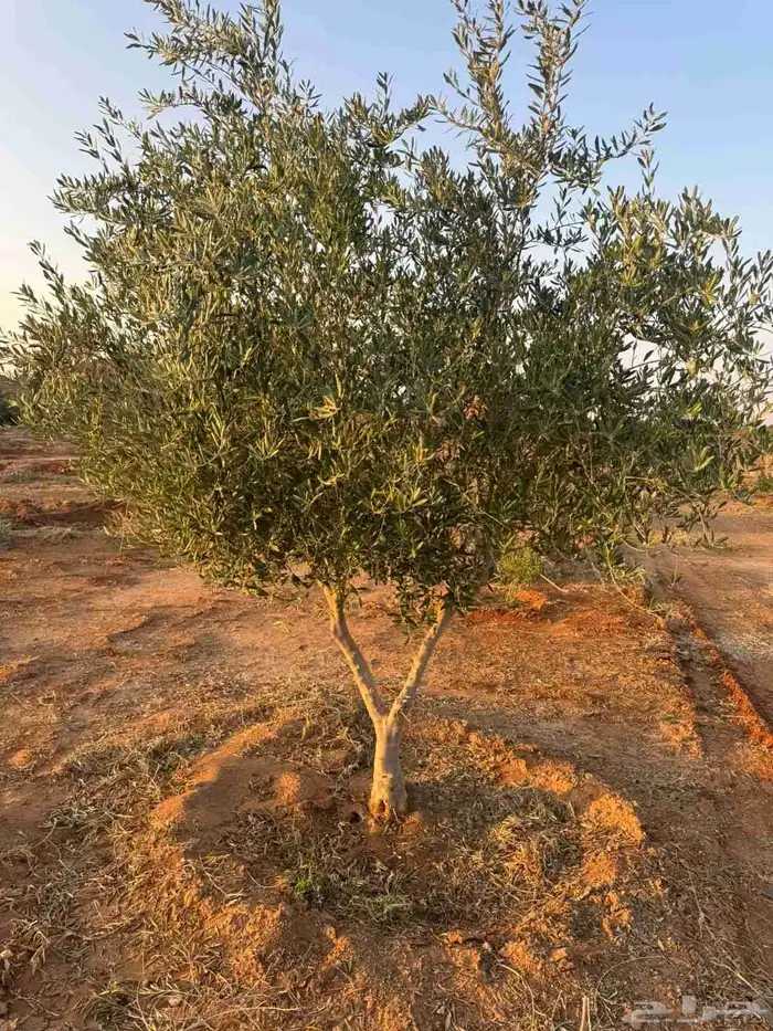 للبيع وتوريد جميع انواع النخيل العربي وزيتون 0