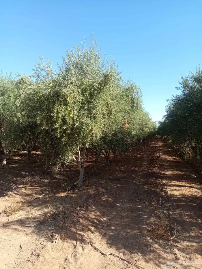 يوجد لدينا نخل عربي وشنطني وفسيل 8