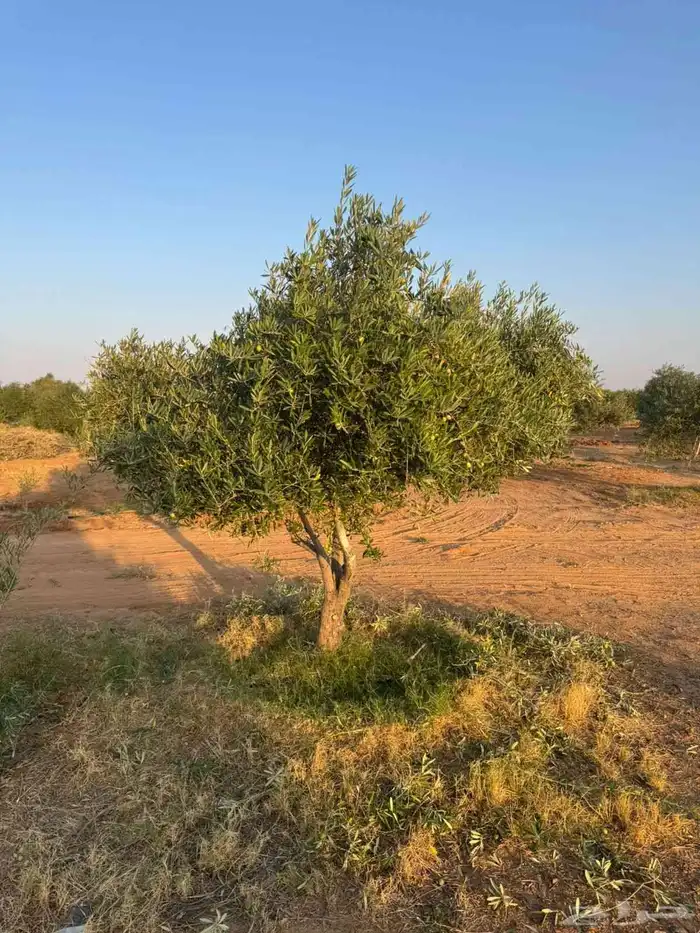 اشجار زيتون 4