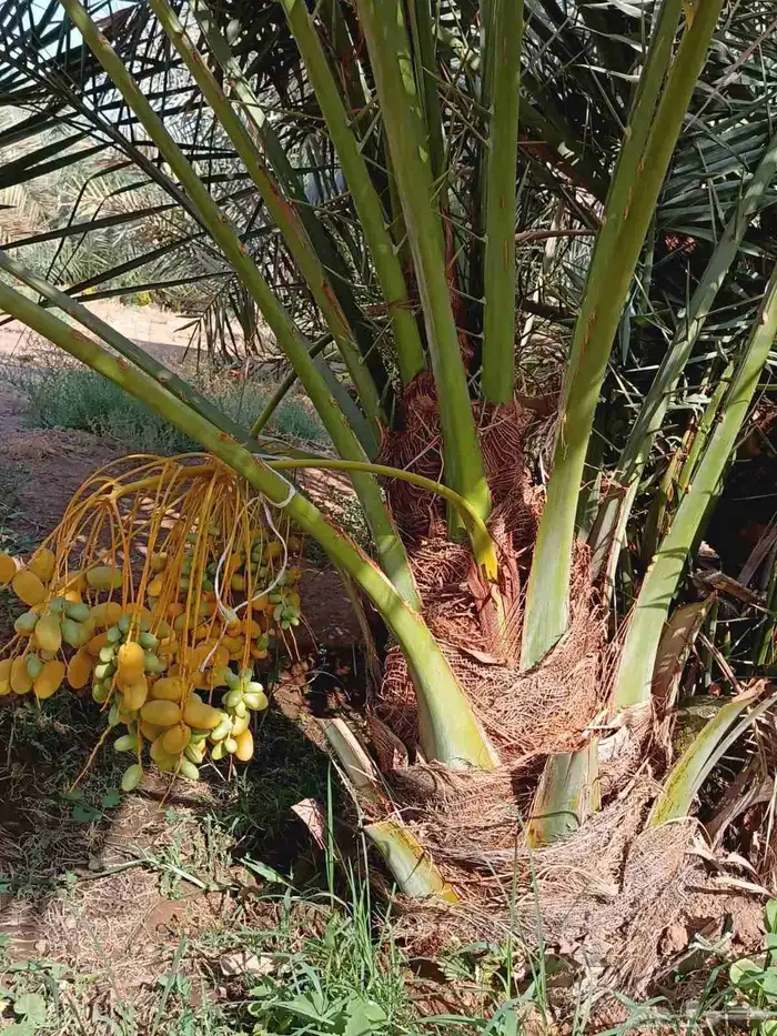 نخل للبيع مثمر 3