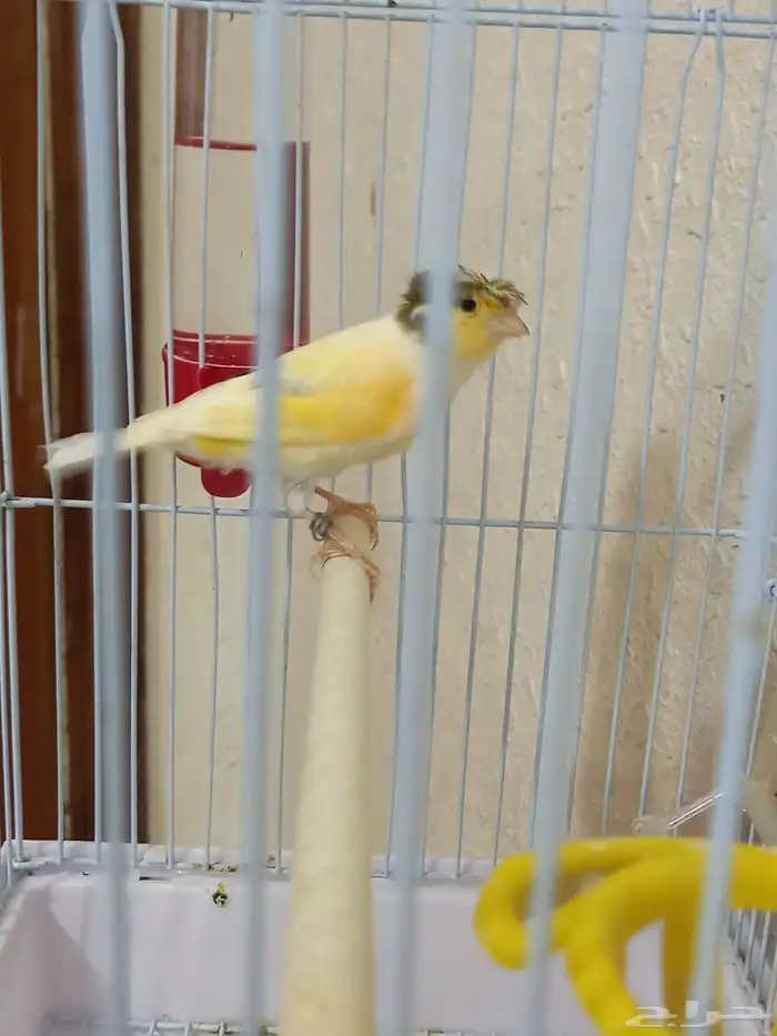 ذكر كناري كرست تغريد 3