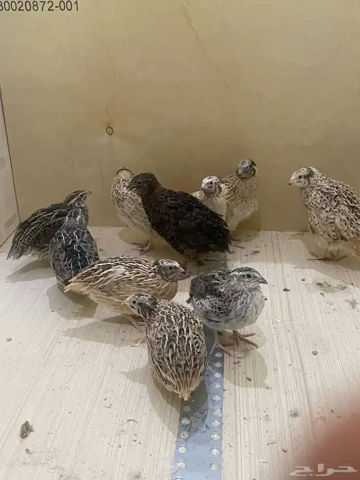 سمان عمر شهر صحه شرط الموقع شرق الرياض حي البيان 1