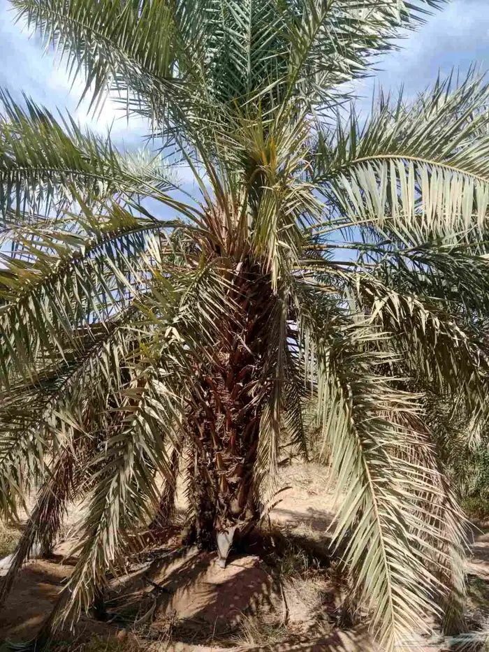 نخل خلاص نقايل للبيع 5