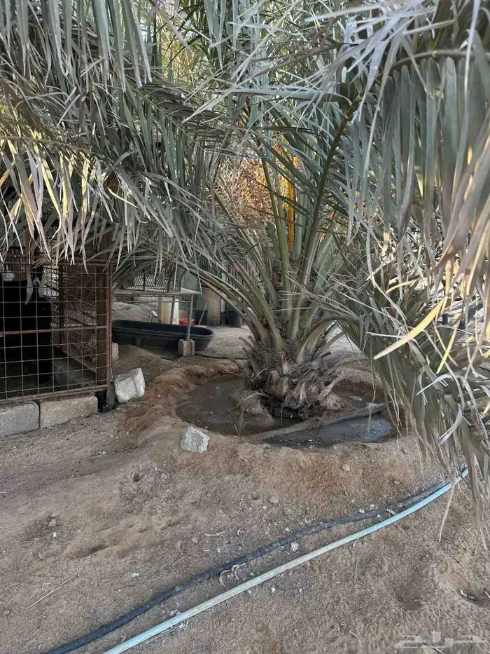 نخل للبيع بجميع أنواعها صقعي هلالي فنخاء مجدول 4