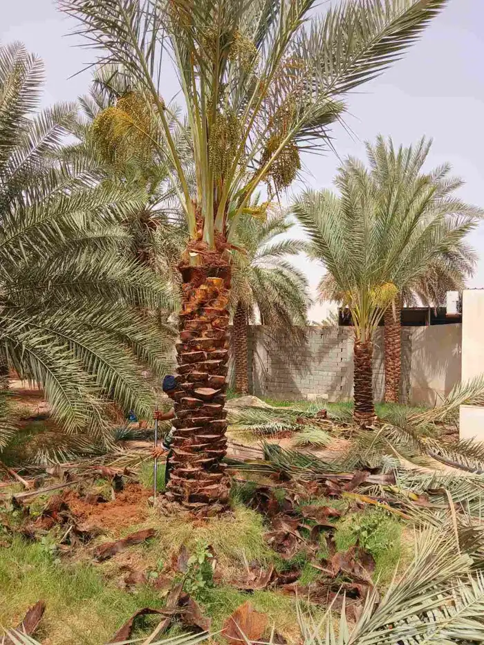 نخل مثمر نخيل نقايل جثايث اخلاص سكري برحي صقعي واشنطني مجدول 7