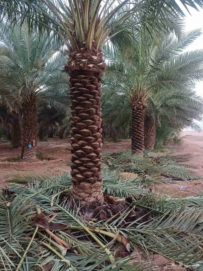 يوجد لدينا نخل عربي قلع وغرس و توريد 1