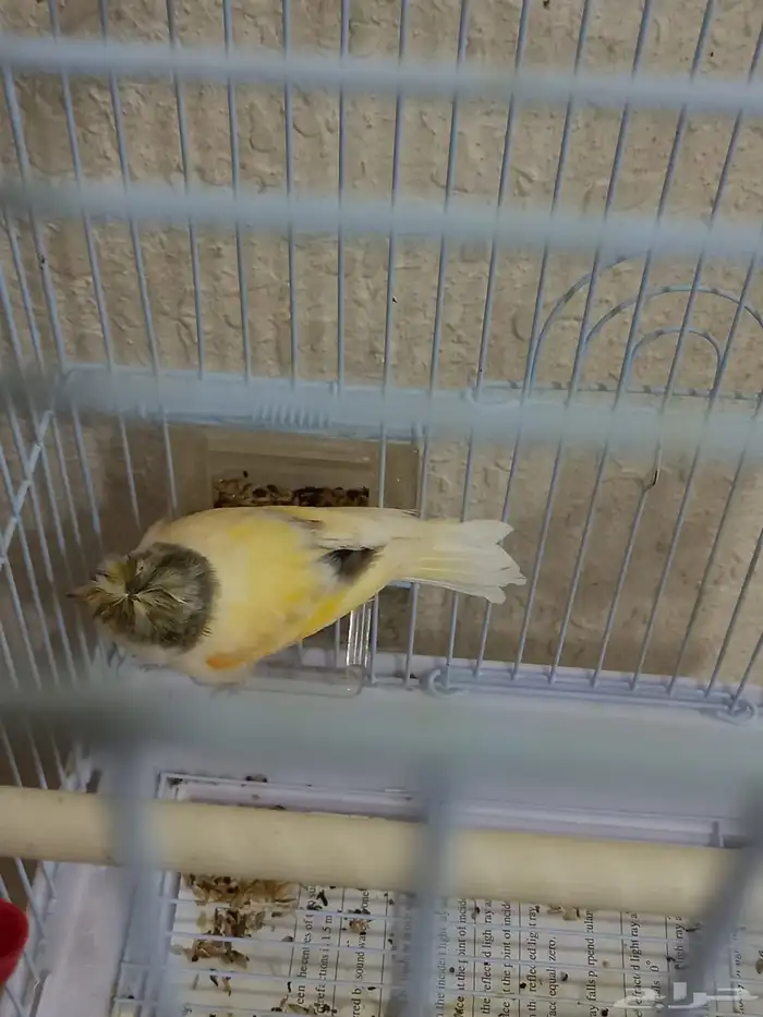 ذكر كناري كرست تغريد 0