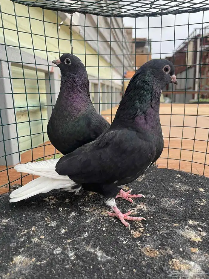 حمام قطايف منتج فيه ازواج م صورتها طريق الجنوب 0