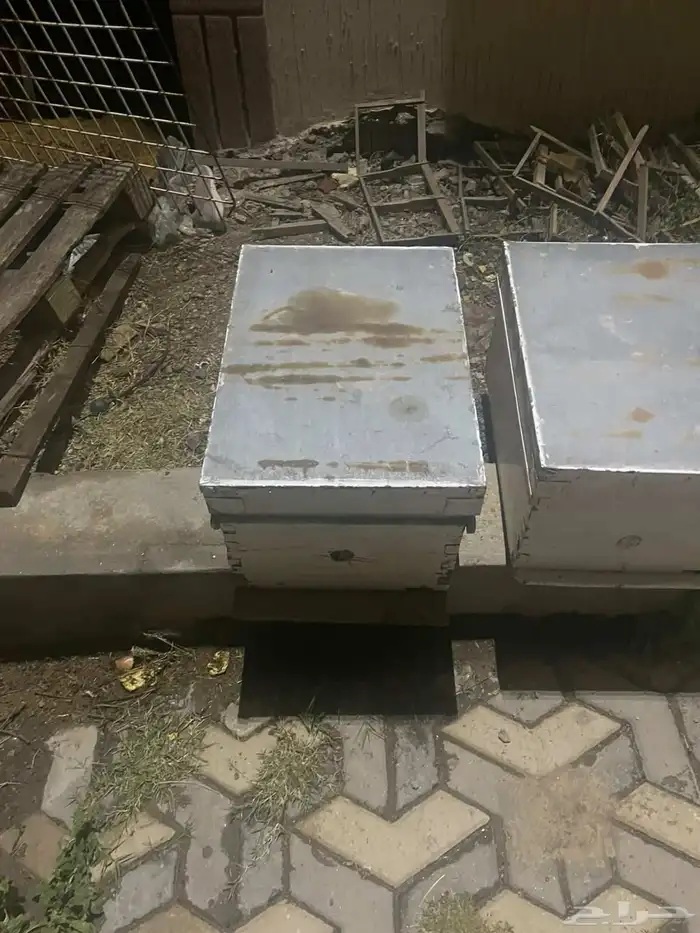 خلايا نحل للبيع افرنجي 8 بروز 1