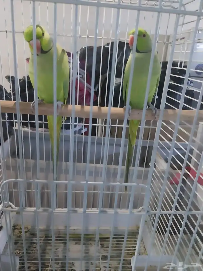 ببغاء للبيع 0