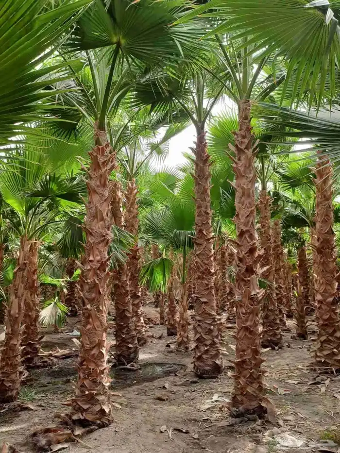 نخيل عربي نخيل واشنطني 4