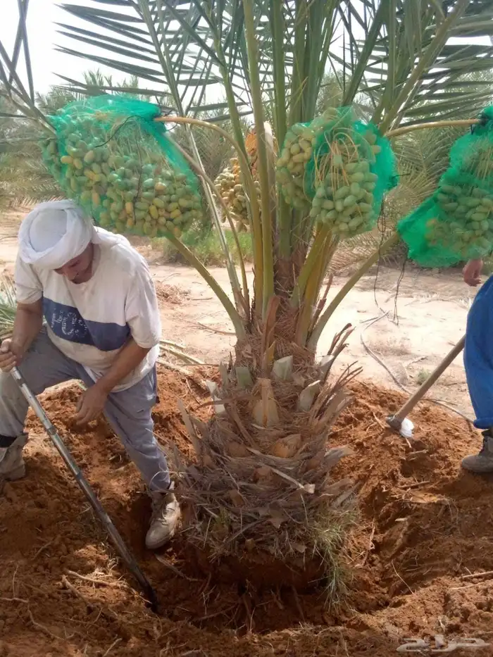 نخل صقعي مجدول اخلاص سكري خضري عجوه نخل واشنطني أمريكي 0